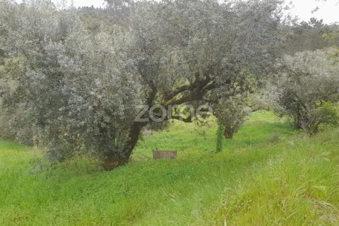 Helårsgrund i Soure, Coimbra, Soure - € 7.500 | Ref: ZMPT556516 - foto 3
