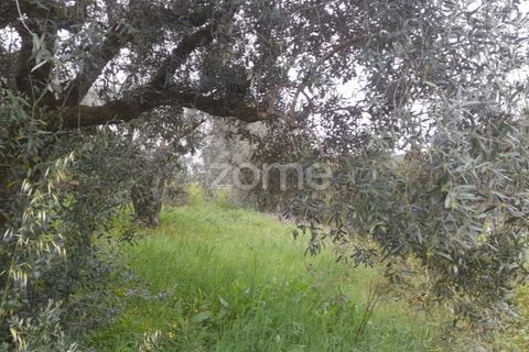 Helårsgrund i Soure, Coimbra, Soure - € 7.500 | Ref: ZMPT556516 - foto 7