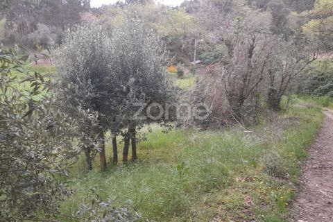 Helårsgrund i Soure, Coimbra, Soure - € 7.500 | Ref: ZMPT556516 - foto 8