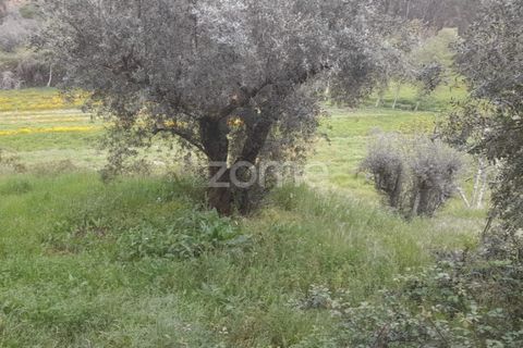 Helårsgrund i Soure, Coimbra, Soure - € 7.500 | Ref: ZMPT556516 - foto 11