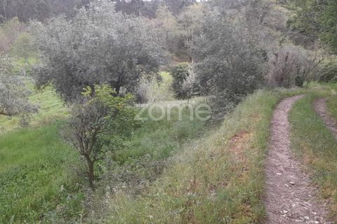 Helårsgrund i Soure, Coimbra, Soure - € 7.500 | Ref: ZMPT556516 - foto 12