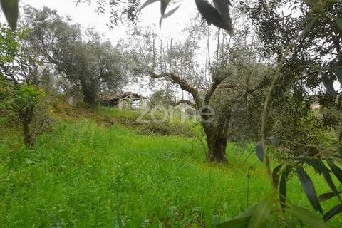 Helårsgrund i Soure, Coimbra, Soure - € 7.500 | Ref: ZMPT556516 - foto 13