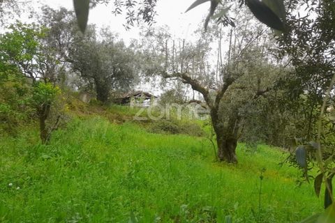 Helårsgrund i Soure, Coimbra, Soure - € 7.500 | Ref: ZMPT556516 - foto 14