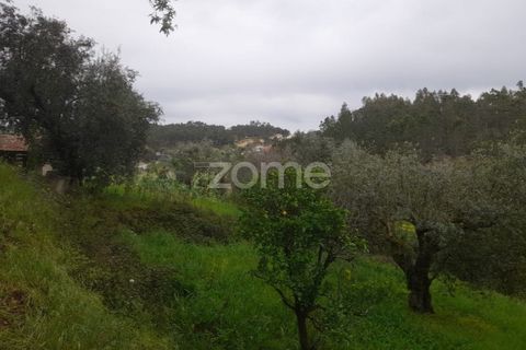 Helårsgrund i Soure, Coimbra, Soure - € 7.500 | Ref: ZMPT556516 - foto 15
