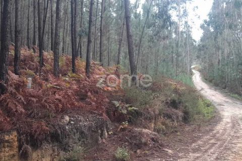 Helårsgrund i Pombal, Leiria, Pombal - € 32.500 | Ref: ZMPT570921 - foto 9