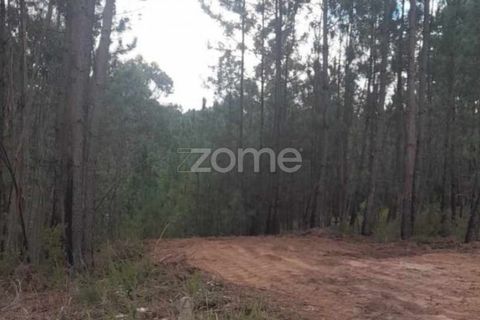 Helårsgrund i Pombal, Leiria, Pombal - € 32.500 | Ref: ZMPT570921 - foto 12
