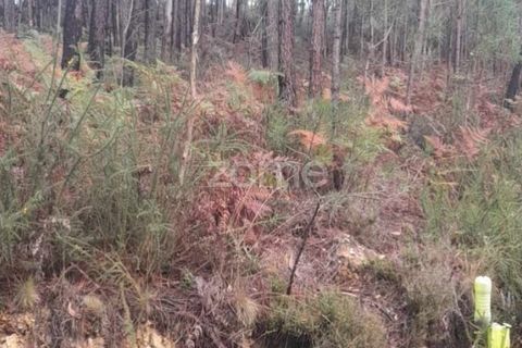 Helårsgrund i Pombal, Leiria, Pombal - € 32.500 | Ref: ZMPT570921 - foto 14