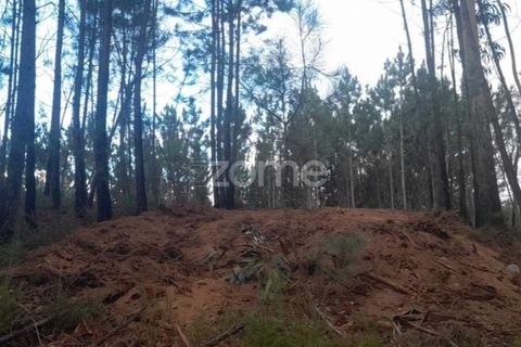 Helårsgrund i Pombal, Leiria, Pombal - € 32.500 | Ref: ZMPT570921 - foto 15