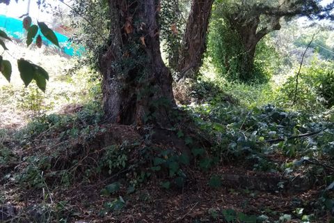 Villa i Menton, Alpes-Maritimes, Menton - € 120.000 | Ref: 85476171 - foto 2