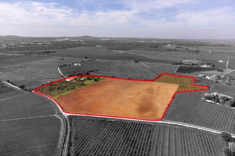 Granja a Borba, Evora, Borba - € 600.000 | Ref: 2492 - foto 34