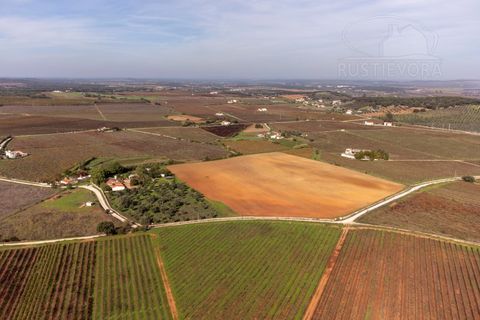 Granja a Borba, Evora, Borba - € 600.000 | Ref: 2492 - foto 49