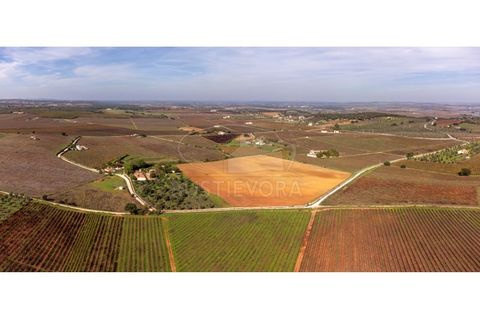 Granja a Borba, Evora, Borba - € 600.000 | Ref: 2492 - foto 50