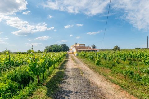 Farm i Estremoz, Evora, Estremoz - € 1.050.000 | Ref: AG042 - foto 7