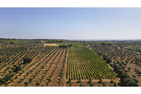 Farm i Estremoz, Evora, Estremoz - € 1.050.000 | Ref: AG042 - foto 3