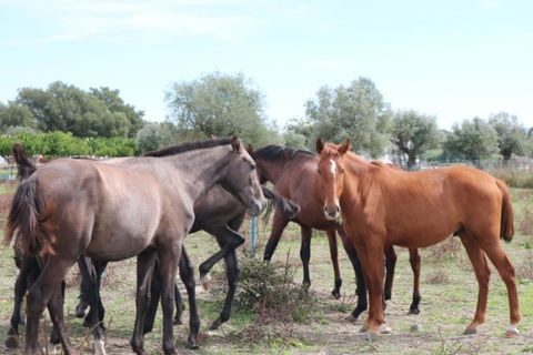 Farm i Elvas, Portalegre, Elvas - € 1.390.000 | Ref: SG008 - foto 16