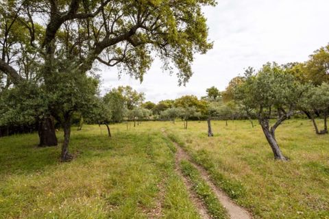 Ruïna a Castelo de Vide, Portalegre, Castelo de Vide - € 135.000 | Ref: SG006 - foto 4