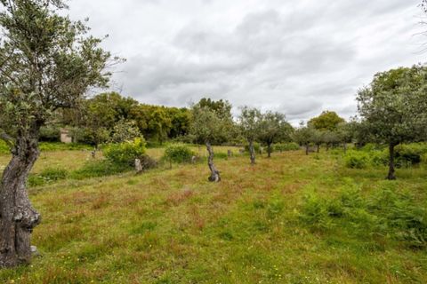 Ruïna a Castelo de Vide, Portalegre, Castelo de Vide - € 135.000 | Ref: SG006 - foto 6