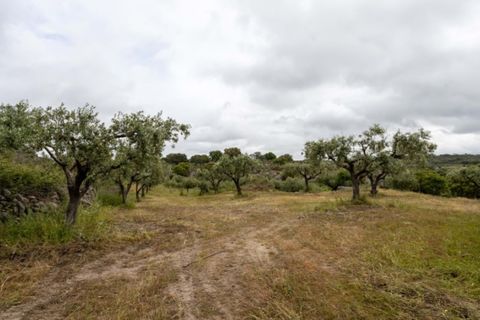 Farm i Castelo de Vide, Portalegre, Castelo de Vide - € 115.000 | Ref: SG004 - foto 4