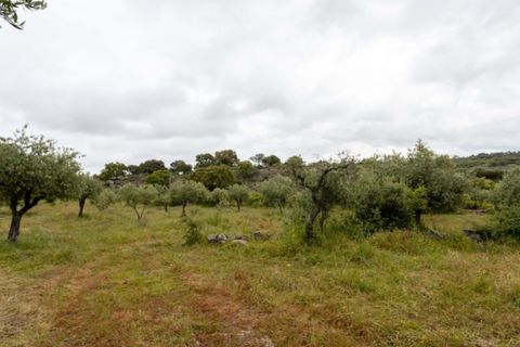 Farm i Castelo de Vide, Portalegre, Castelo de Vide - € 115.000 | Ref: SG004 - foto 12