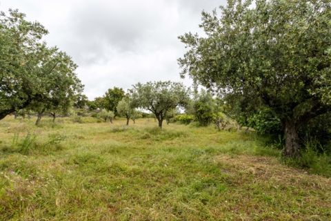 Farm i Castelo de Vide, Portalegre, Castelo de Vide - € 115.000 | Ref: SG004 - foto 15