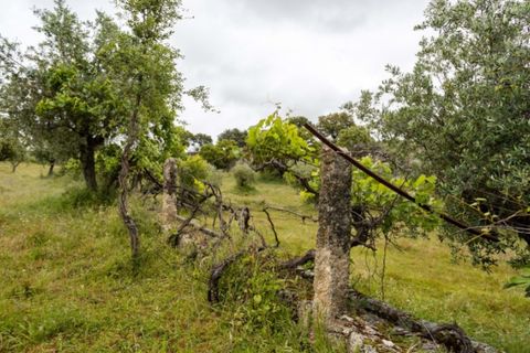 Farm i Castelo de Vide, Portalegre, Castelo de Vide - € 115.000 | Ref: SG004 - foto 16
