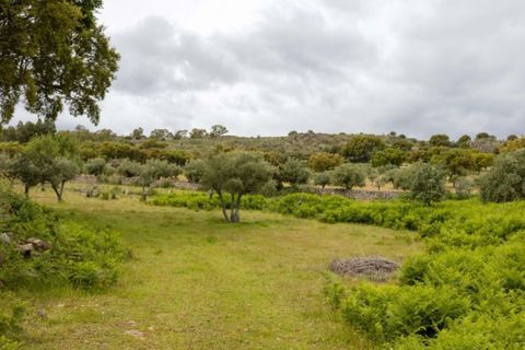 Farm i Castelo de Vide, Portalegre, Castelo de Vide - € 115.000 | Ref: SG004 - foto 19