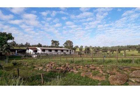 Farm i Ourique, Beja, Ourique - € 1.800.000 | Ref: TGFHAT2158 - foto 4
