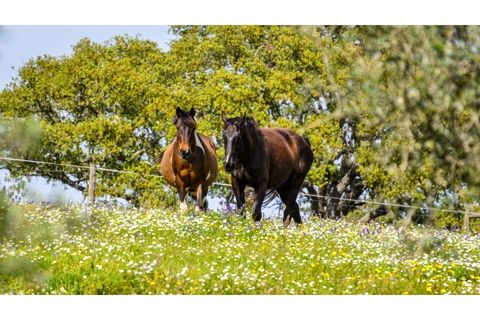Farm i Ourique, Beja, Ourique - € 1.800.000 | Ref: TGFHAT2158 - foto 3