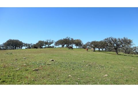 Helårsgrund i Ourique, Beja, Ourique - € 650.000 | Ref: TGFH2086 - foto 11