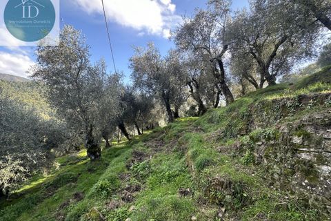 Landejendom i Apricale, Imperia, Apricale - € 75.000 | Ref: 132 - foto 3