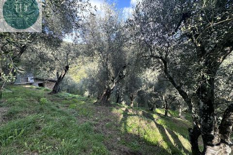 Landejendom i Apricale, Imperia, Apricale - € 75.000 | Ref: 132 - foto 5