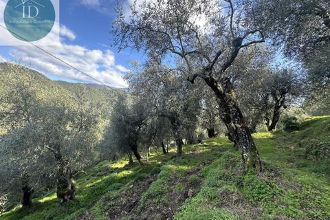 Landejendom i Apricale, Imperia, Apricale - € 75.000 | Ref: 132 - foto 16