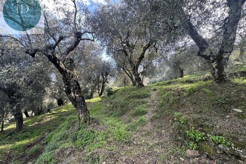 Landejendom i Apricale, Imperia, Apricale - € 75.000 | Ref: 132 - foto 17