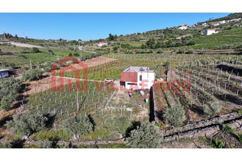 Farm i Tabuaco, Viseu, Tabuaco - € 500.000 | Ref: MAS_392 - foto 3