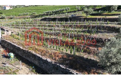 Farm i Tabuaco, Viseu, Tabuaco - € 500.000 | Ref: MAS_392 - foto 13