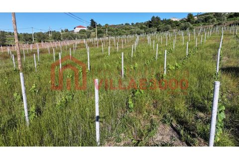 Farm i Tabuaco, Viseu, Tabuaco - € 500.000 | Ref: MAS_392 - foto 12