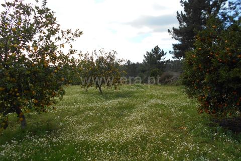 Erhvervsejendom i Proenca-a-Nova, Castelo Branco, Proenca-a-Nova - € 36.500 | Ref: 102200097 - foto 6