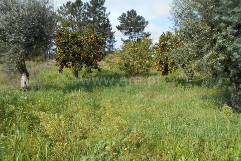 Erhvervsejendom i Proenca-a-Nova, Castelo Branco, Proenca-a-Nova - € 36.500 | Ref: 102200097 - foto 7
