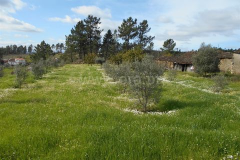 Erhvervsejendom i Proenca-a-Nova, Castelo Branco, Proenca-a-Nova - € 36.500 | Ref: 102200097 - foto 9