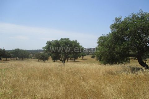 Tomt i Nisa, Portalegre, Nisa - € 14 000 | Ref: 102210161 - foto 6