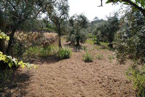 Villa a Proenca-a-Nova, Castelo Branco, Proenca-a-Nova - € 37.500 | Ref: 102210295 - foto 16