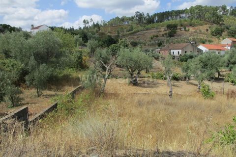 Terra a Proenca-a-Nova, Castelo Branco, Proenca-a-Nova - € 16.500 | Ref: 102230062 - foto 3