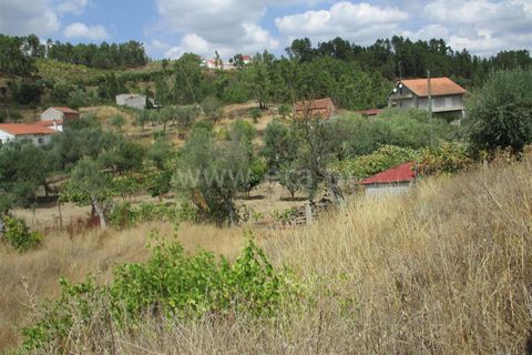 Terra a Proenca-a-Nova, Castelo Branco, Proenca-a-Nova - € 16.500 | Ref: 102230062 - foto 5