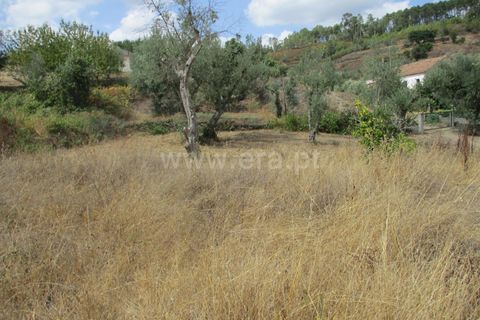 Terra a Proenca-a-Nova, Castelo Branco, Proenca-a-Nova - € 16.500 | Ref: 102230062 - foto 6