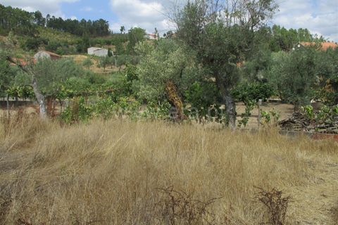 Terra a Proenca-a-Nova, Castelo Branco, Proenca-a-Nova - € 16.500 | Ref: 102230062 - foto 7