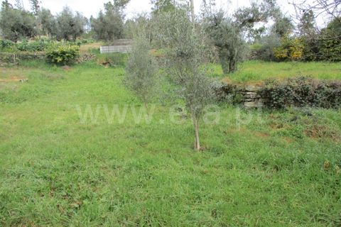 Terra a Proenca-a-Nova, Castelo Branco, Proenca-a-Nova - € 16.500 | Ref: 102230062 - foto 12