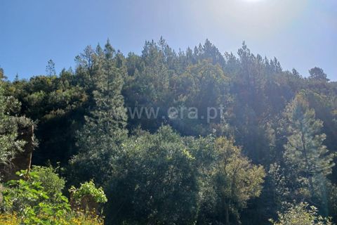 Tomt i Proenca-a-Nova, Castelo Branco, Proenca-a-Nova - € 37 500 | Ref: 102240088 - foto 2