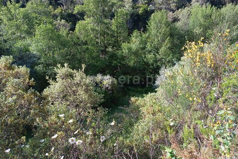 Tomt i Proenca-a-Nova, Castelo Branco, Proenca-a-Nova - € 37 500 | Ref: 102240088 - foto 6