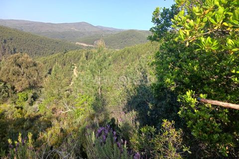 Tomt i Proenca-a-Nova, Castelo Branco, Proenca-a-Nova - € 37 500 | Ref: 102240088 - foto 12