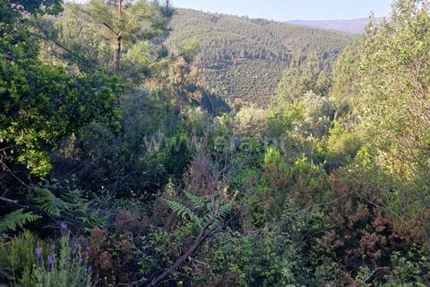 Tomt i Proenca-a-Nova, Castelo Branco, Proenca-a-Nova - € 37 500 | Ref: 102240088 - foto 13